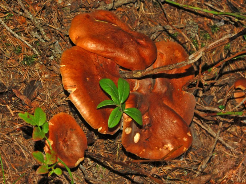 Un p di funghi assortiti